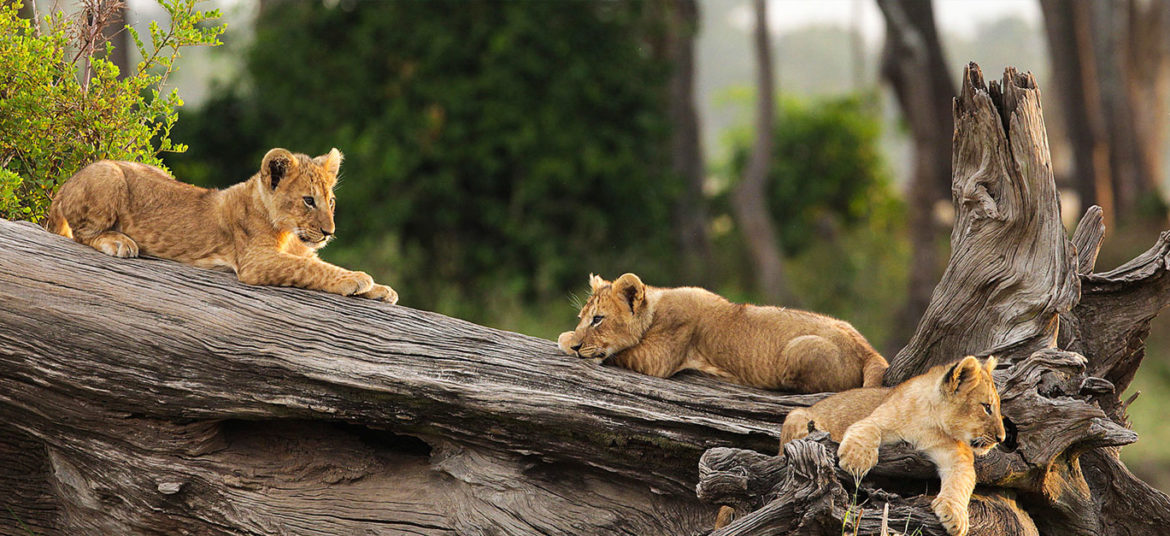 kenya-big-game-safari-tour-from-diani-beach-robert-safaris-adventure-safari-prices