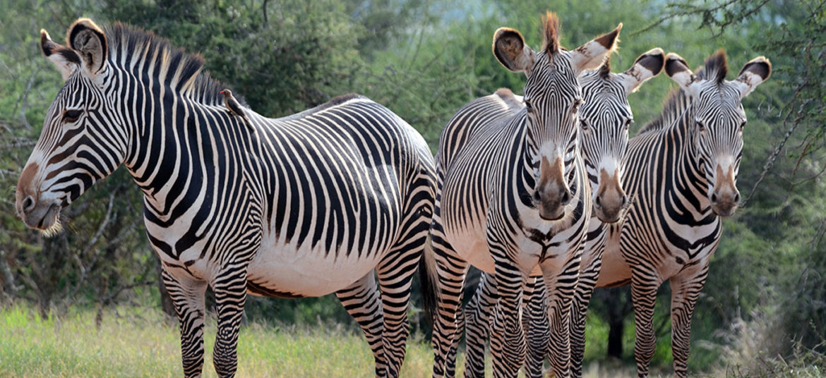 kenya-safaris-from-nairobi-robert-safaris-adventure-amboseli-masai-mara-safari-cost