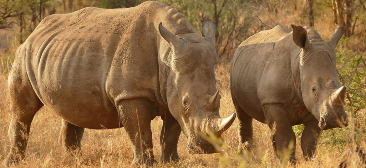 rhono-masai-mara-safaris-from-nairobi-robert-safaris-adventure-safari-cost