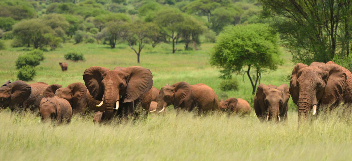 robert-safaris-adventure-kenya-tanzania-safaris-prices-diani-galu-beach